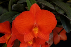 Cattleya coccinea Tokyo Crown FCC/AOS 91 pts.